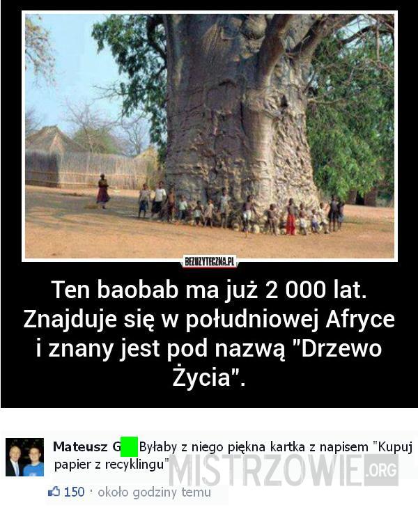 Baobab –  