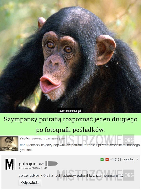 Szympansy 2 –  