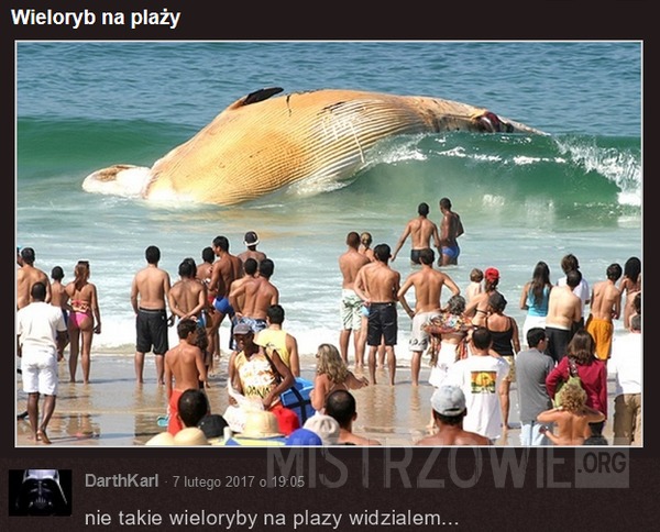 Wieloryb na plaży –  