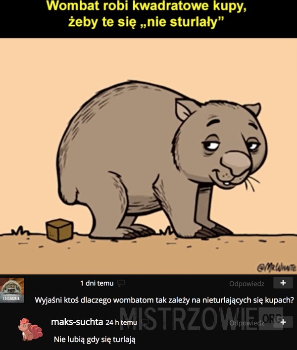 Wombat robi kwadratowe kupy –  