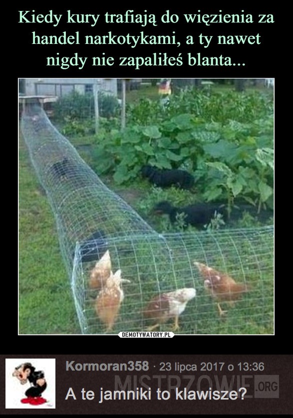 Kury w więzieniu –  