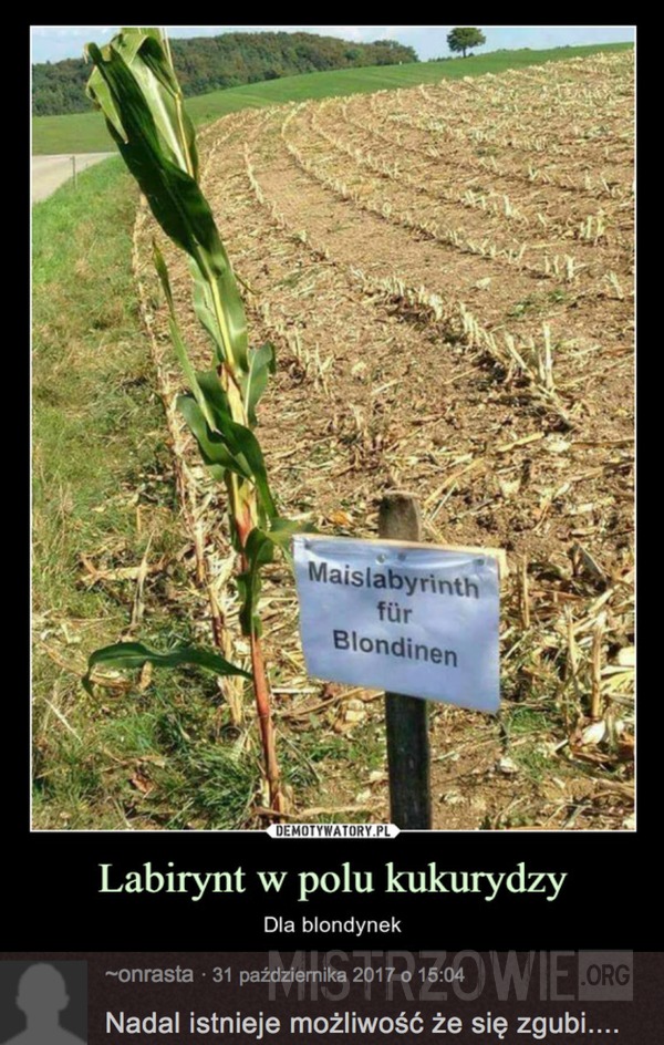 Labirynt w polu kukurydzy –  