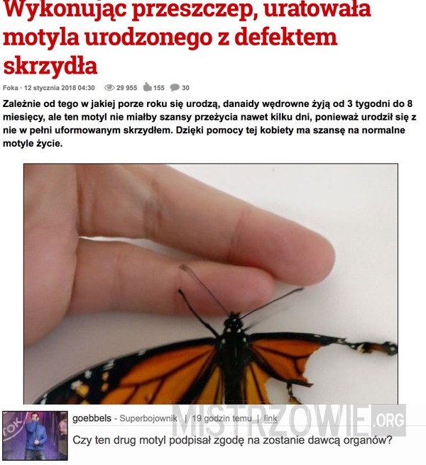 Wykonując przeszczep, uratowała motyla urodzonego z defektem skrzydła –  