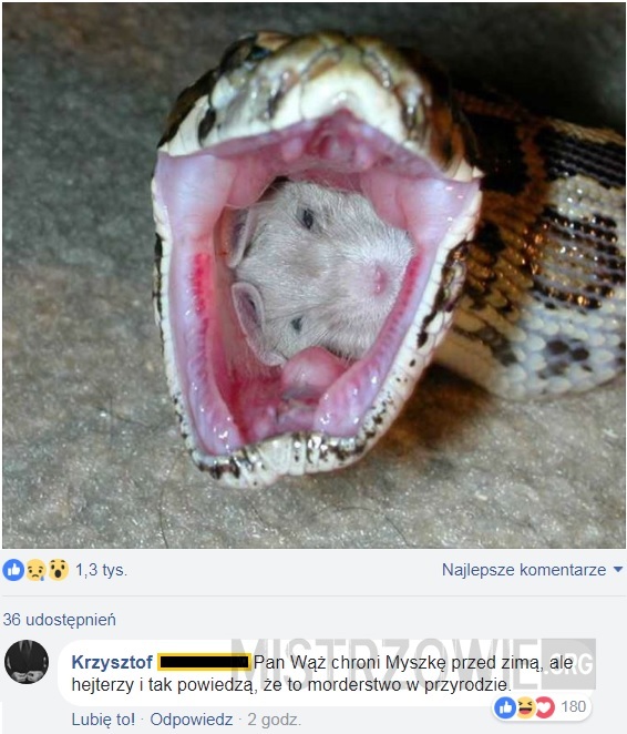 Wąż –  