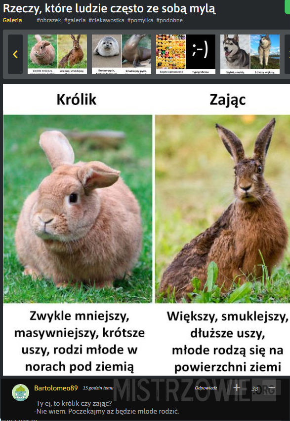 Czym się różnią króliki od zająców –  