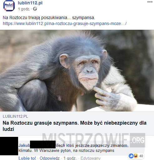 Szympans –  