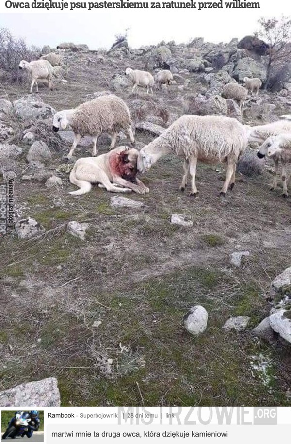 Owca dziękuje psu pasterskiemu za ratunek przed wilkiem –  