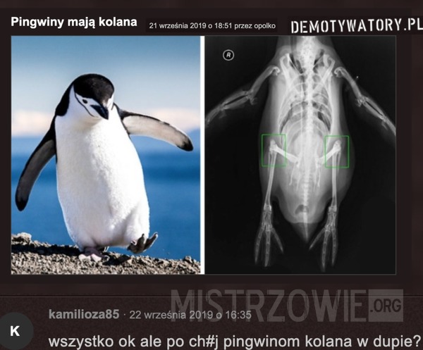 Pingwiny mają kolana –  