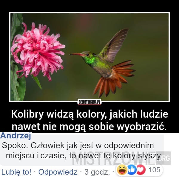Kolibry –  