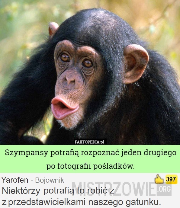 Szympansy –  