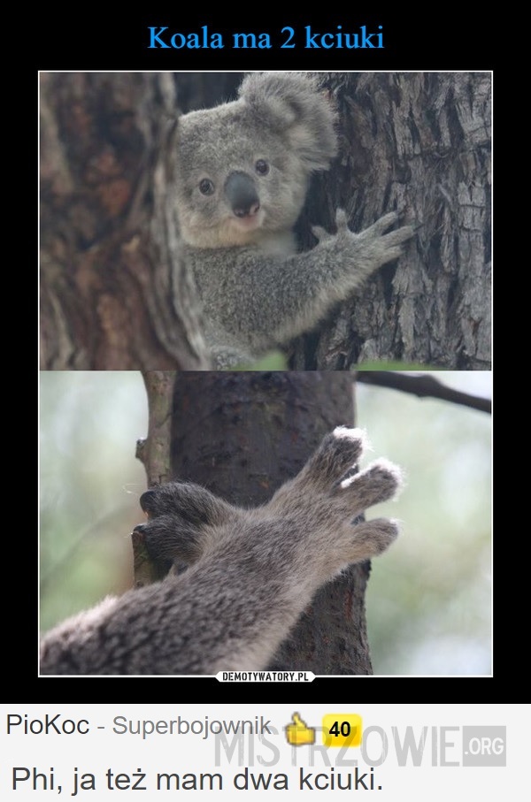 Koala –  