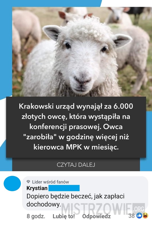 Owca w Krakowie –  