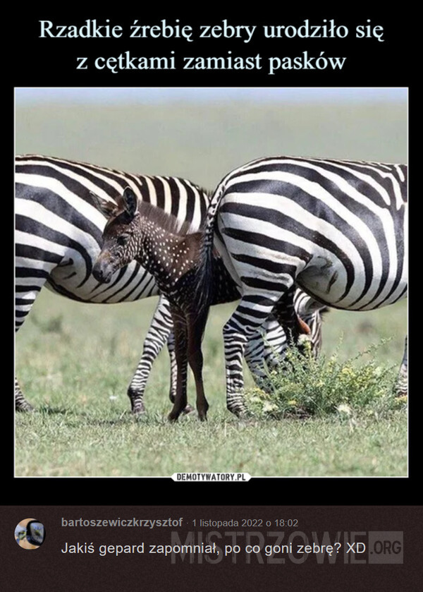 Źrebię zebry –  