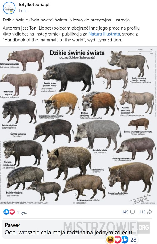 Dzikie świnie –  