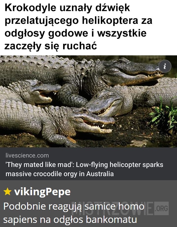 Krokodyle –  