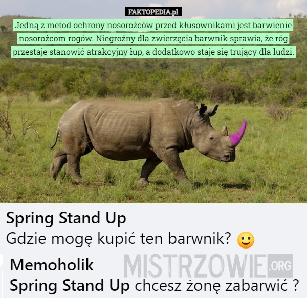 Nosorożec –  