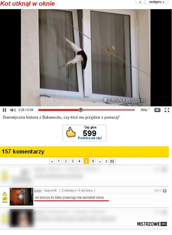Kot zaklinowany w oknie –  