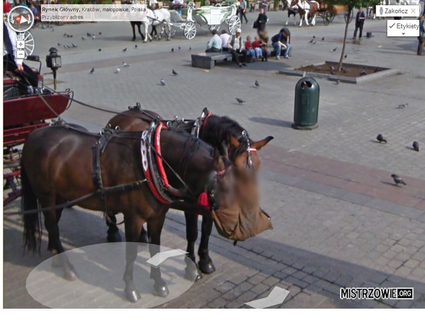 Google dba o prywatność nawet koni –  