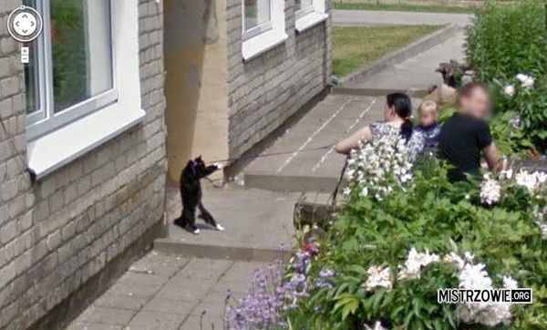 Kot w street view –  