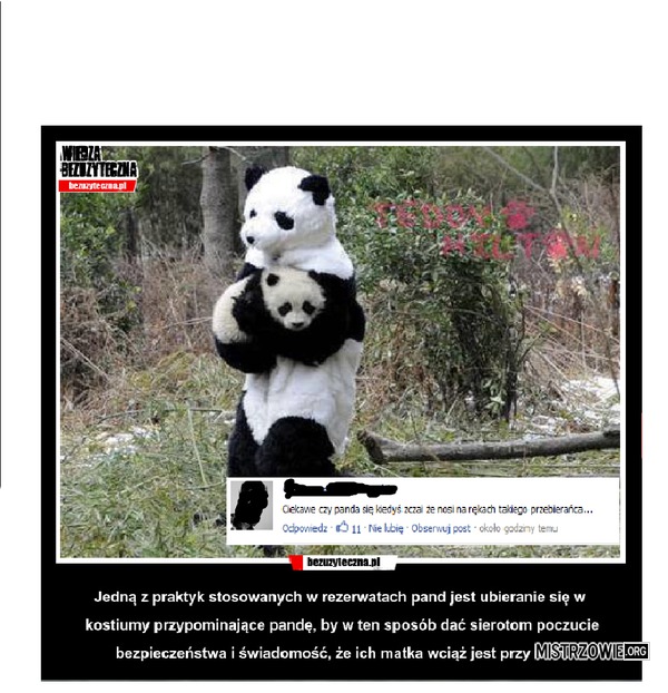 Panda –  