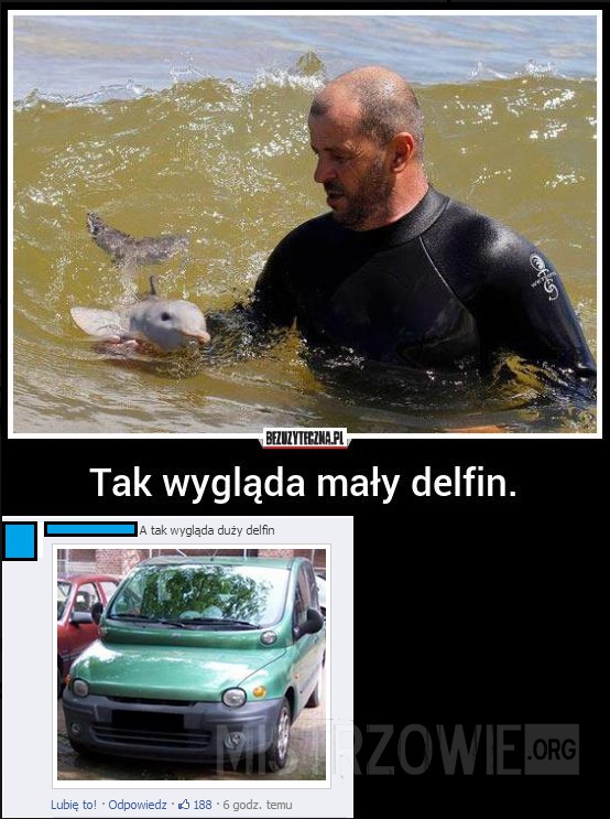 Delfin –  