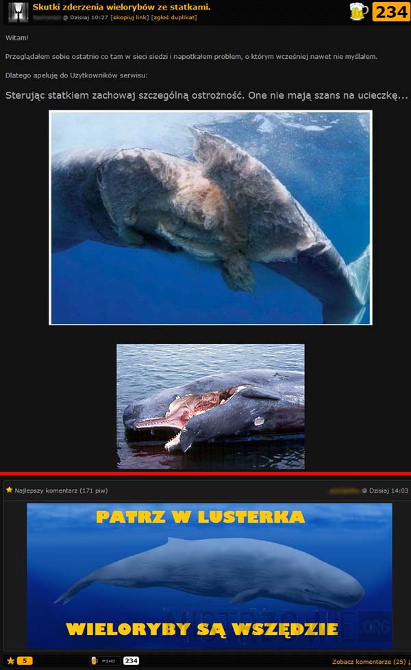 Skutki zderzenia wielorybów ze statkami –  