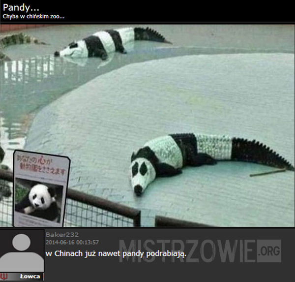 Pandy w chińskim zoo –  