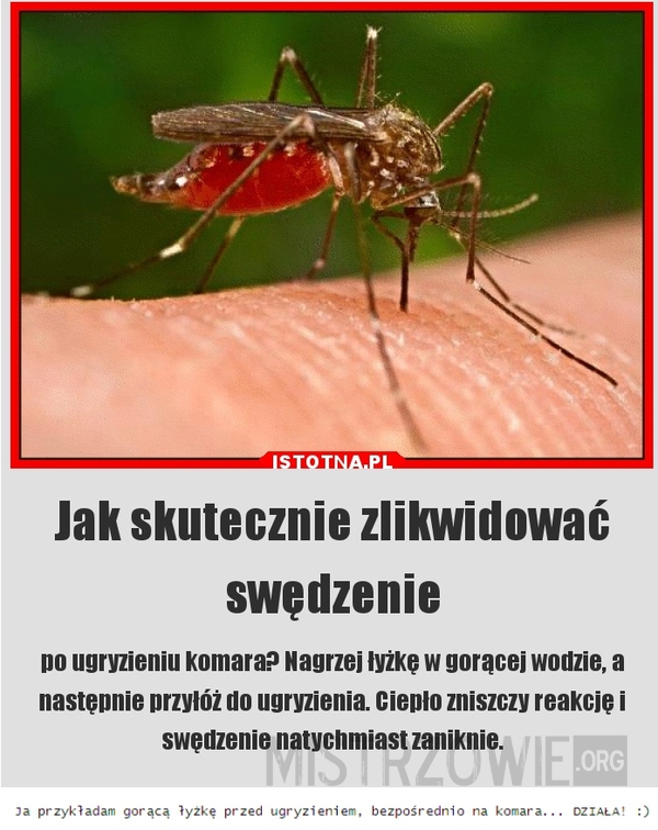 Sezon na komary... –  