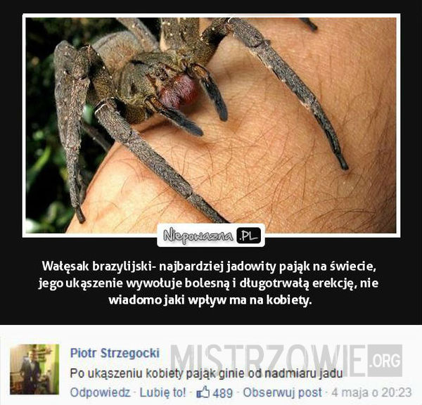 Najbardziej jadowity pająk na świecie –  