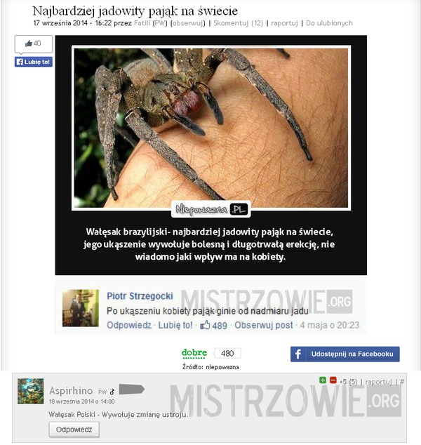 Najbardziej jadowity pająk na świecie II –  