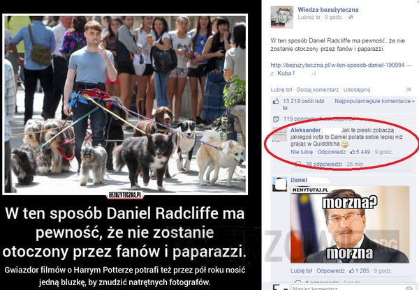 Daniel Radcliffe i spacer z psami –  