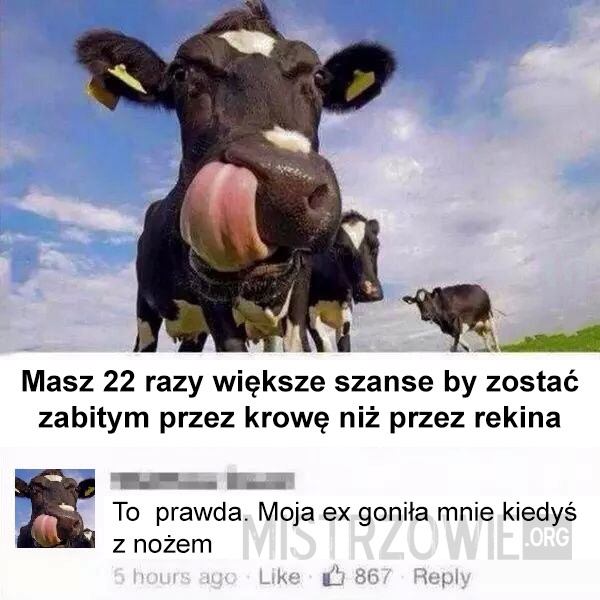 Groźne krowy –  