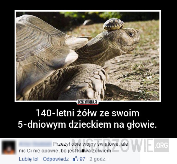 żółw –  