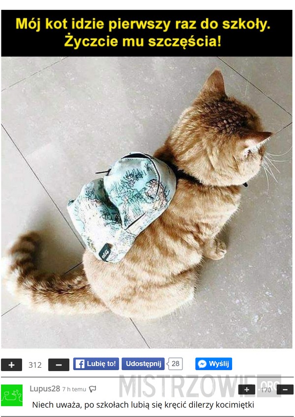 Kot idzie do szkoły –  