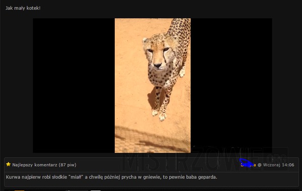 Gepard –  