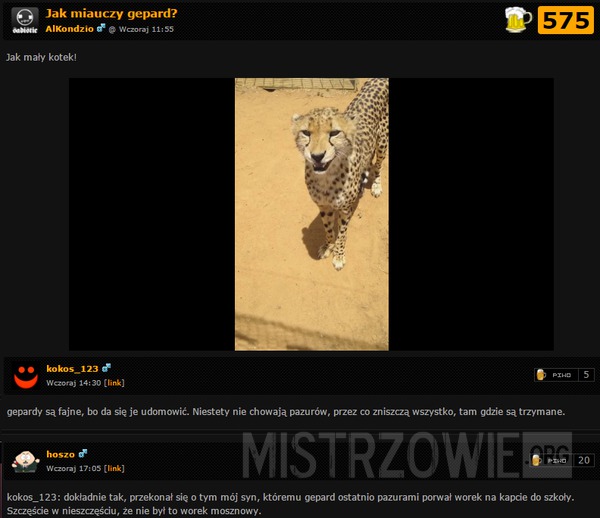 Jak miauczy gepard? –  