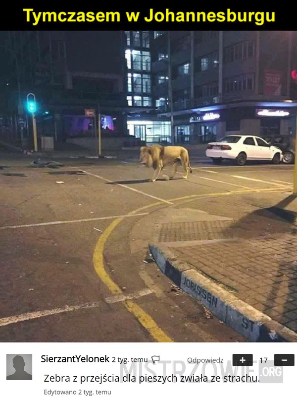 Lew na ulicy –  
