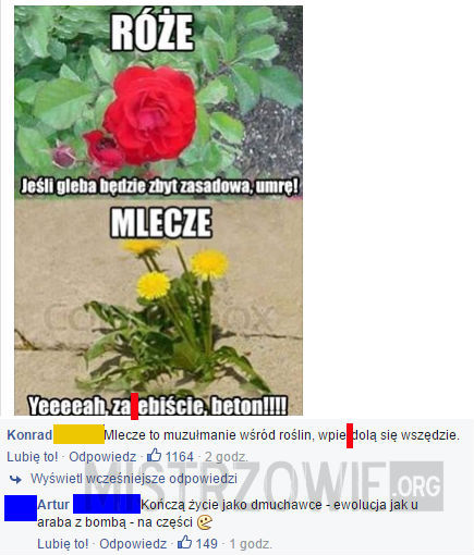 Róże vs Mlecze –  