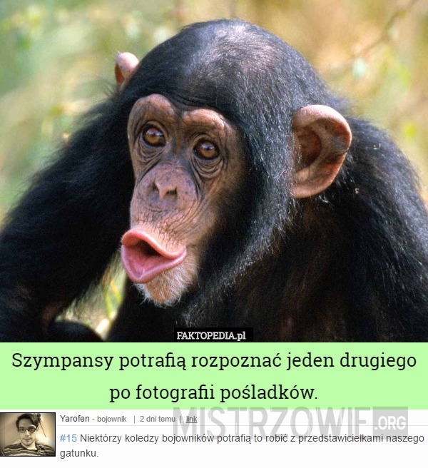 Szympansy –  