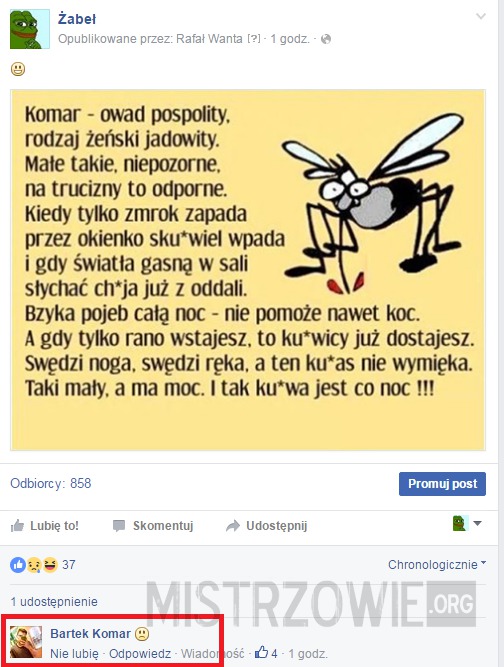 Komar owad pospolity –  