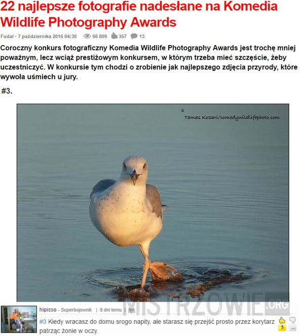 Komedia Wildlife Photography Awards –  