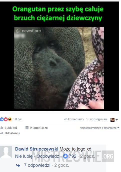Orangutan –  