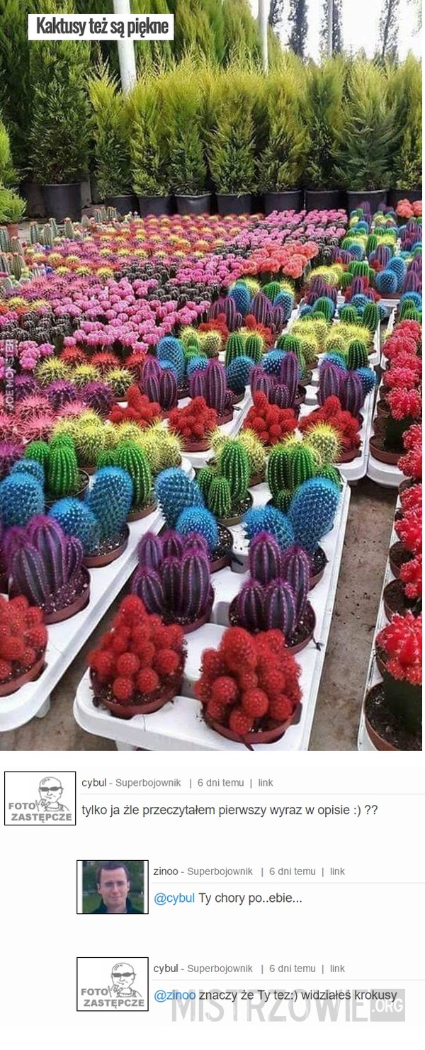Kaktusy też są piękne –  