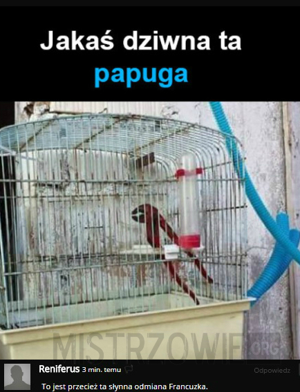 Papuga –  