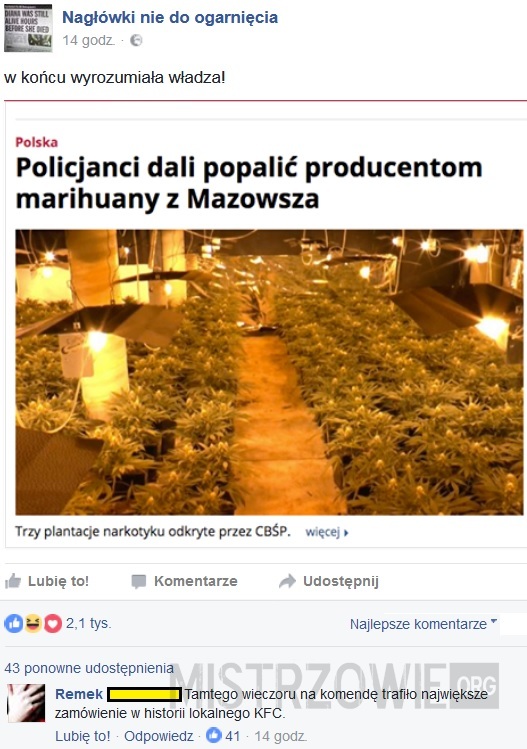 Producenci marihuany –  