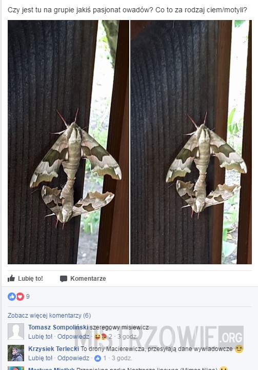 Motylki specjalne –  