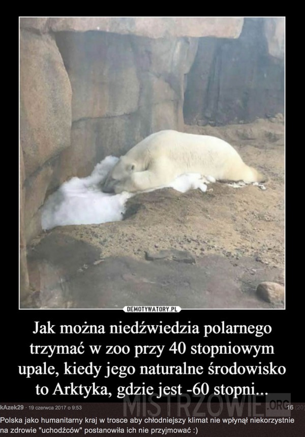 Niedźwiedź polarny –  