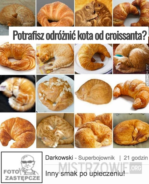 Potrafisz odróżnić kota od croissanta? –  