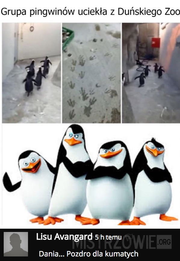Grupa pingwinów uciekła z duńskiego ZOO –  