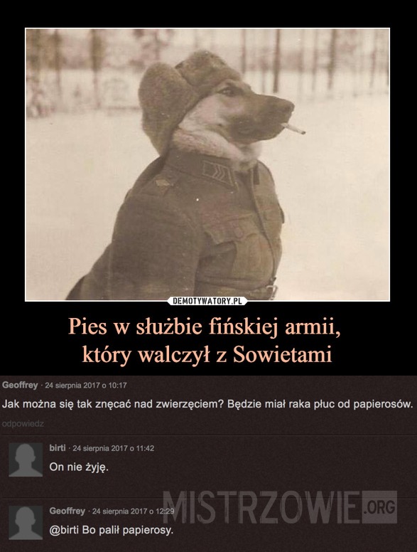 Pies w służbie fińskiej armii –  